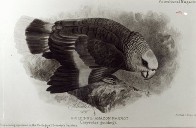 Perroquet de Guilding, illustration de 